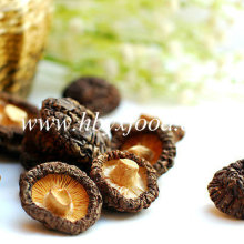 Bulk Dried Smooth Shiitake Cogumelo com Cap 3-4cm Chá